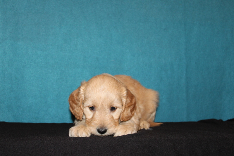 puppy, for, sale, Mini Goldendoodle F2, Matthew B. Stoltzfus, dog, breeder, Gap, PA, dog-breeder, puppy-for-sale, forsale, nearby, find, puppyfind, locator, puppylocator, aca